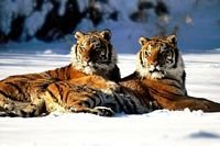 pic for Twins tiger 